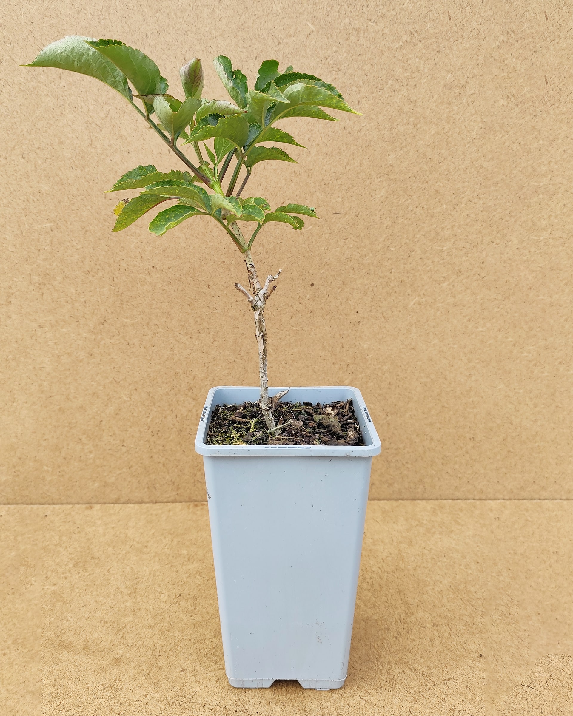 Samnig Sampo1 Samnig Sampo1