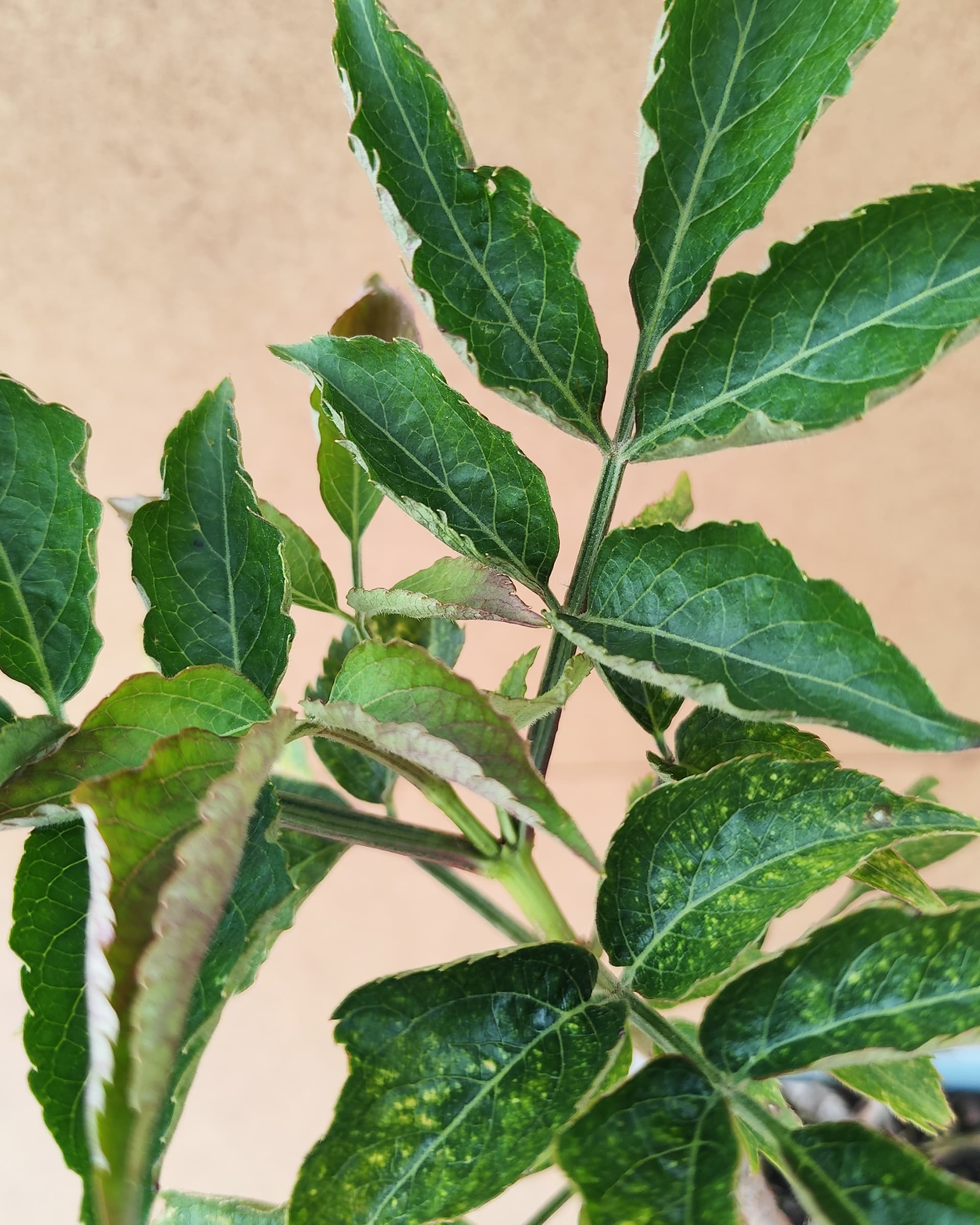 Samnig Sampo2 Samnig Sampo2