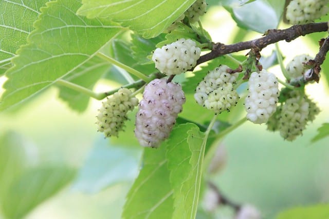 Witte moerbei