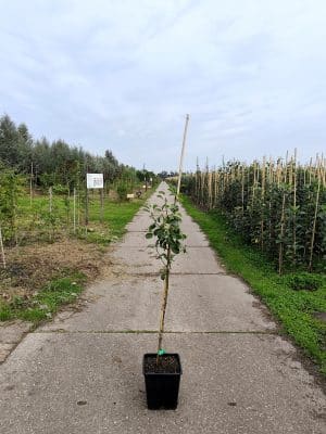 Prundom Stj Triomphedevienne