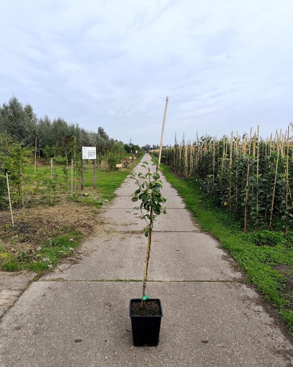 Prundom Stj Triomphedevienne