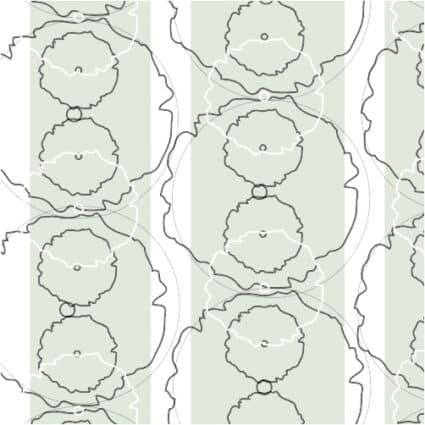 Tekening Agroforestry A