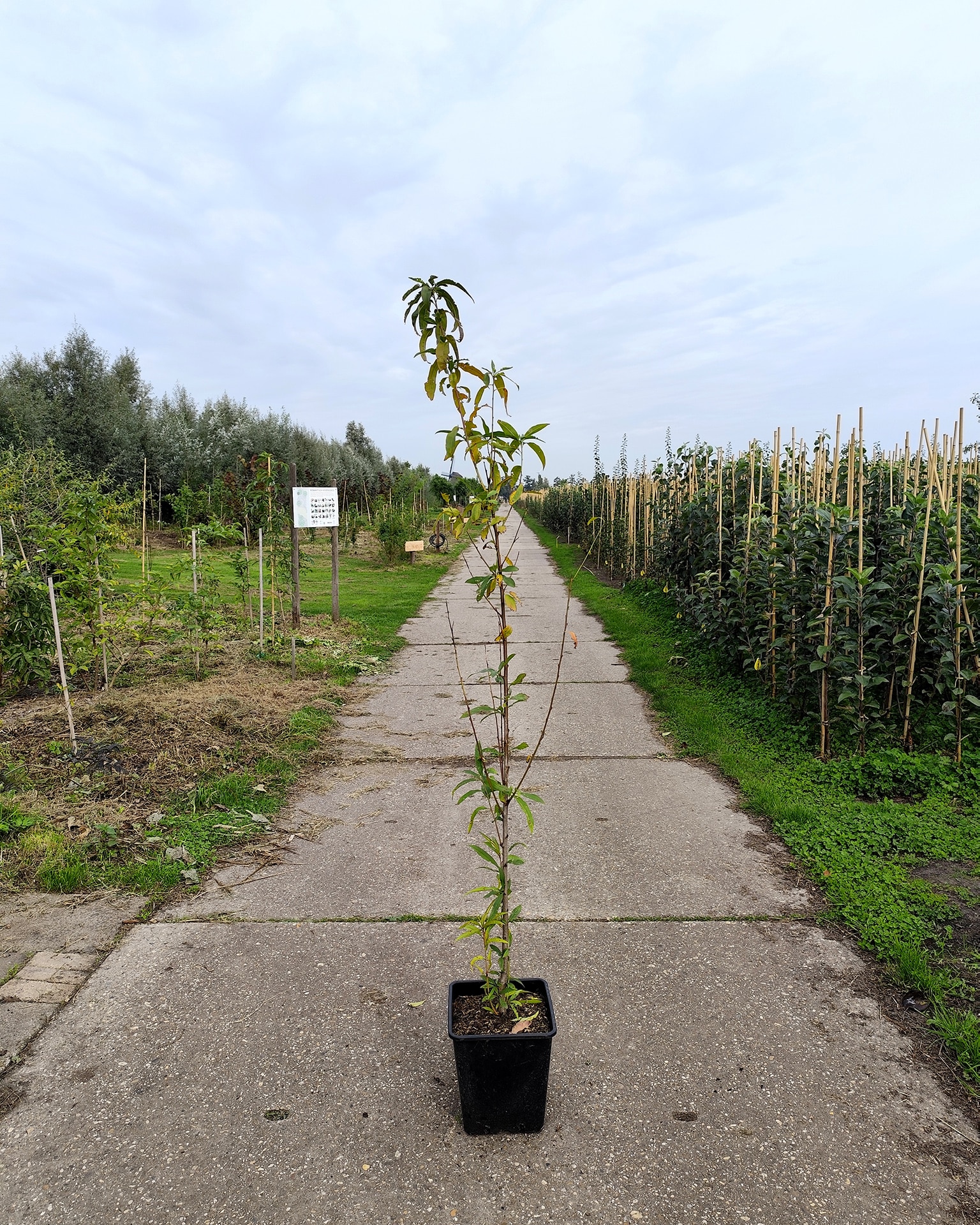 Pruper Wildeperzik Pruper Wildeperzik