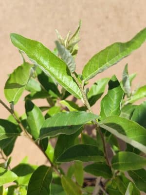 Amealn Brilliantrose2