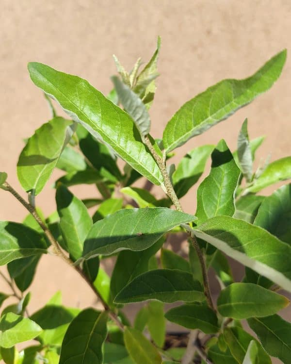 Amealn Brilliantrose2