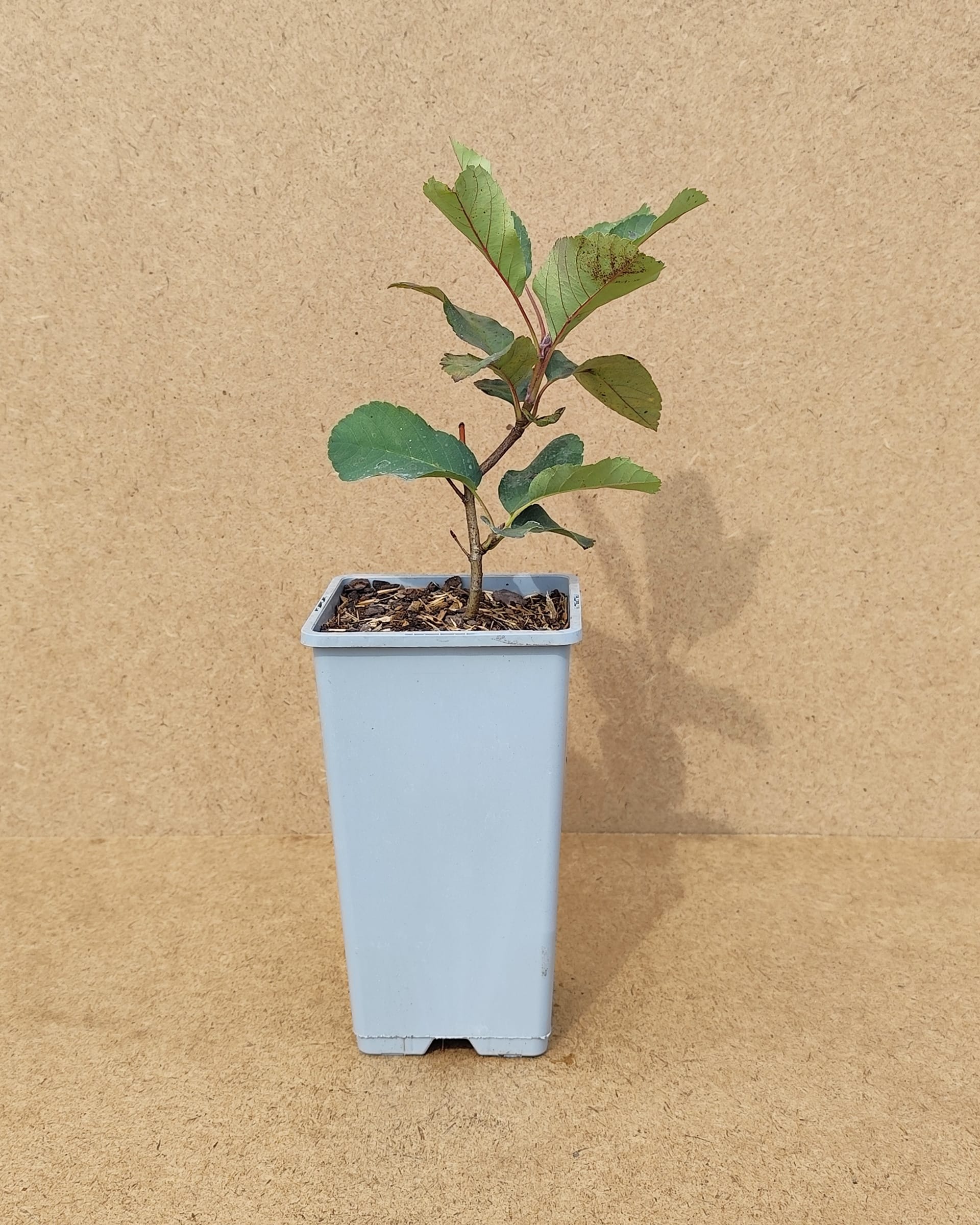 Amealn Northline1 Amealn Northline1