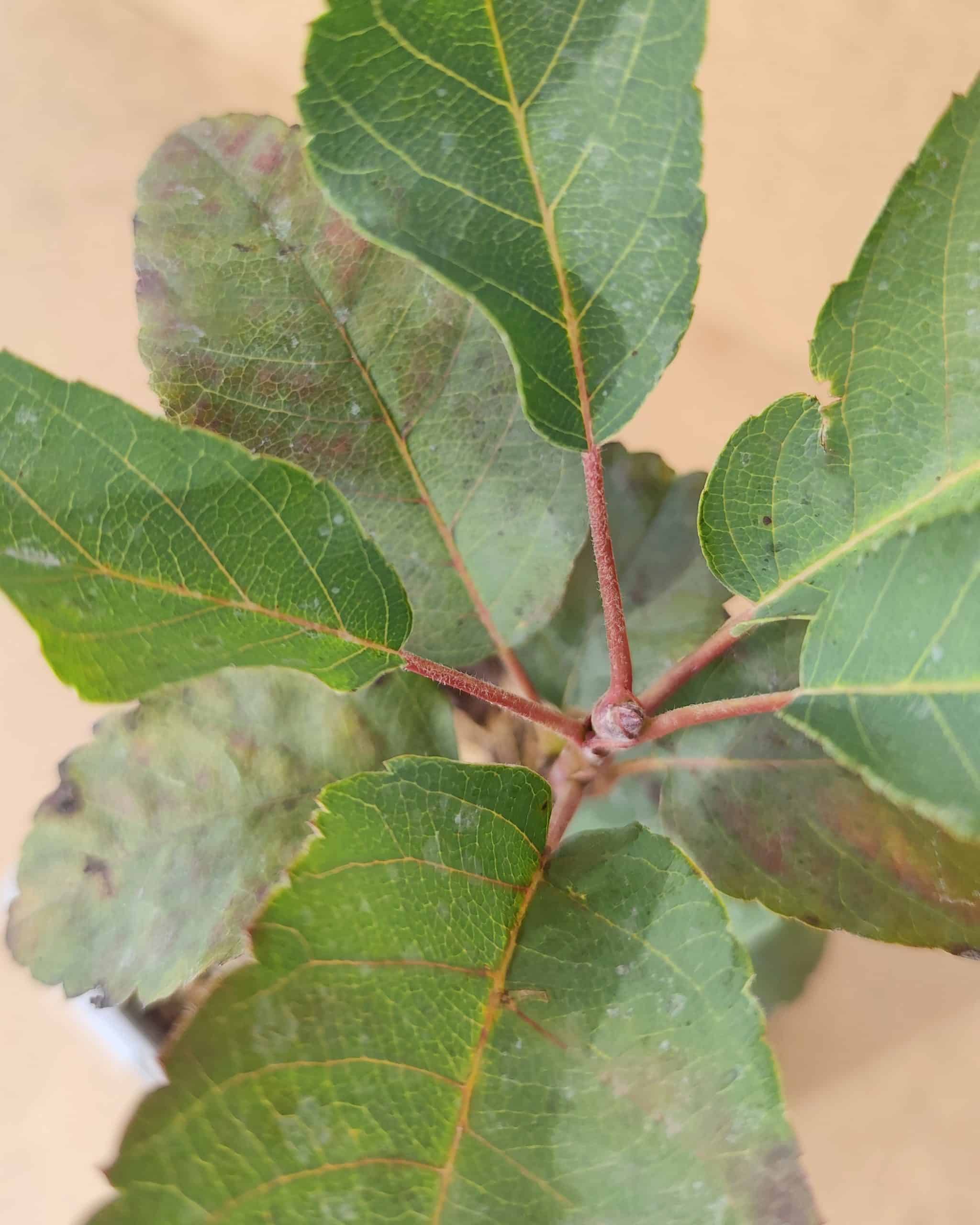 Amealn Northline2 Amealn Northline2