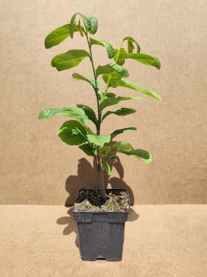 Asiminatribola1