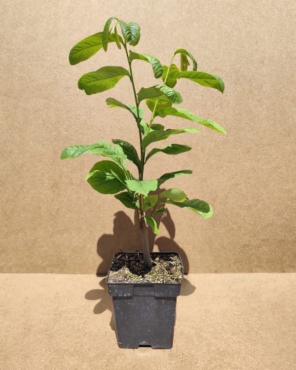 Asiminatribola1
