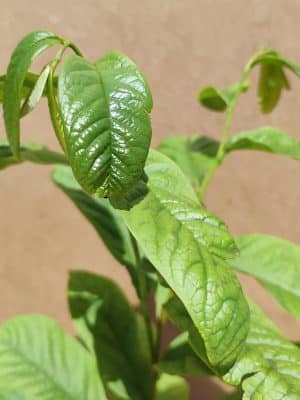 Asiminatribola2