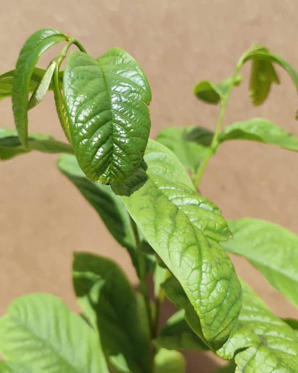 Asiminatribola2