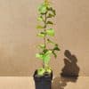 Corylus Tondragentiledellelanghe1