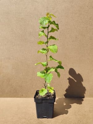 Corylus Tondragentiledellelanghe1