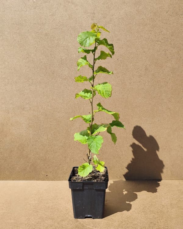 Corylus Tondragentiledellelanghe1