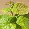Corylus Tondragentiledellelanghe3
