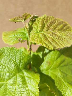 Corylus Tondragentiledellelanghe3