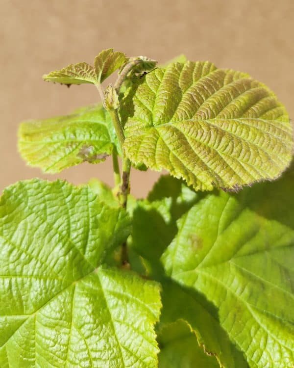 Corylus Tondragentiledellelanghe3