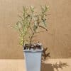 Hiprha Gardensgift1