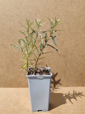 Hiprha Gardensgift1
