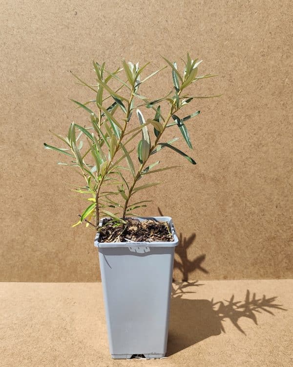 Hiprha Gardensgift1