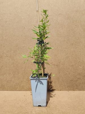 Lycbar Littlegoji1
