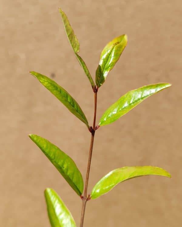 Pungra2