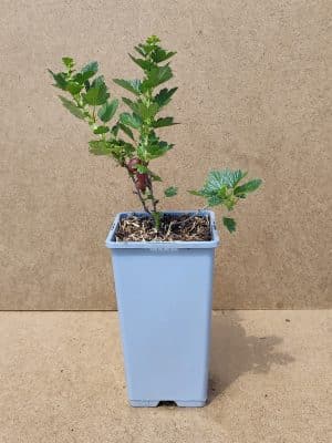 Ribuvacri Hinnomakigreen1