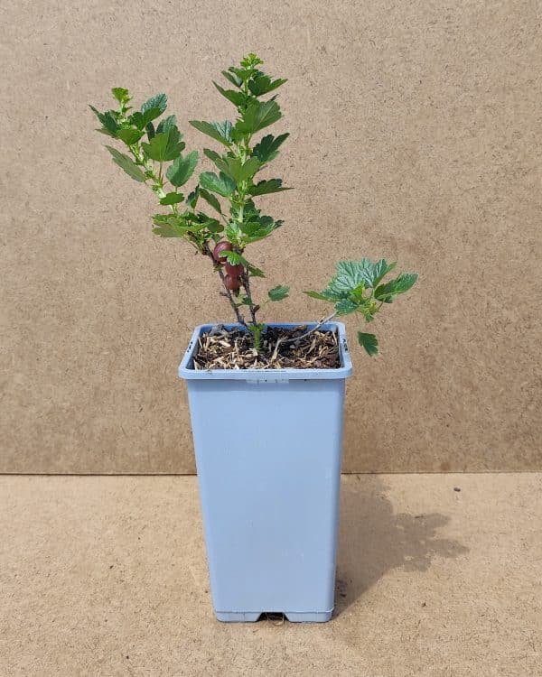 Ribuvacri Hinnomakigreen1