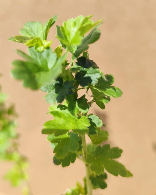 Ribuvacri Hinnonmakigron2