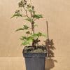 Rubfru Thornlessevergreen2