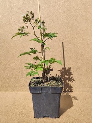 Rubfru Thornlessevergreen2