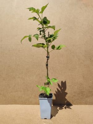 Rubida Autumnfirst1