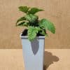 Rubida Raspberrytower1