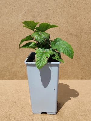 Rubida Raspberrytower1