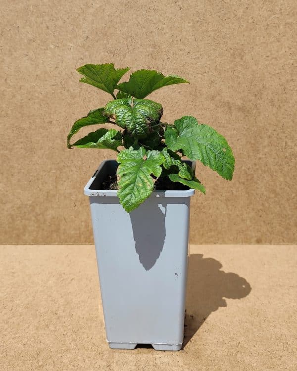 Rubida Raspberrytower1