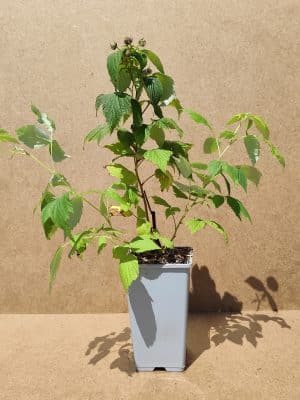 Rubida Sokolica1