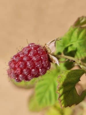 Rublog2