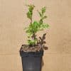 Sorbus Burka1