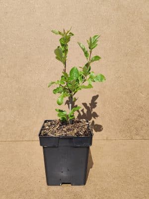 Sorbus Burka1