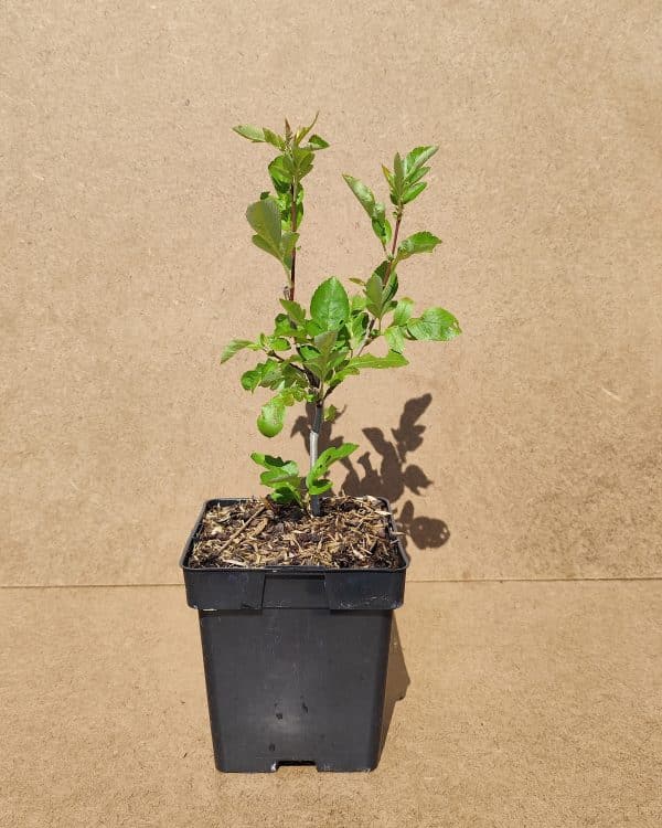 Sorbus Burka1
