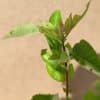 Sorbus Burka2