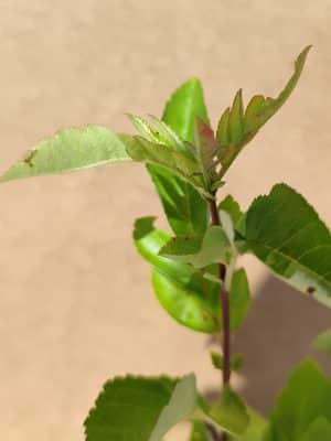 Sorbus Burka2