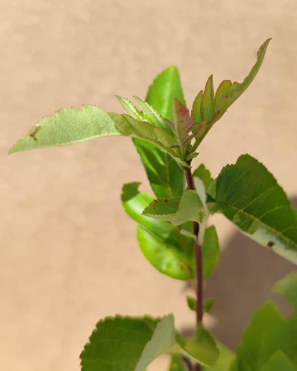 Sorbus Burka2