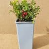 Vacvit Redpearl1