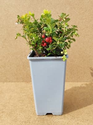 Vacvit Redpearl1