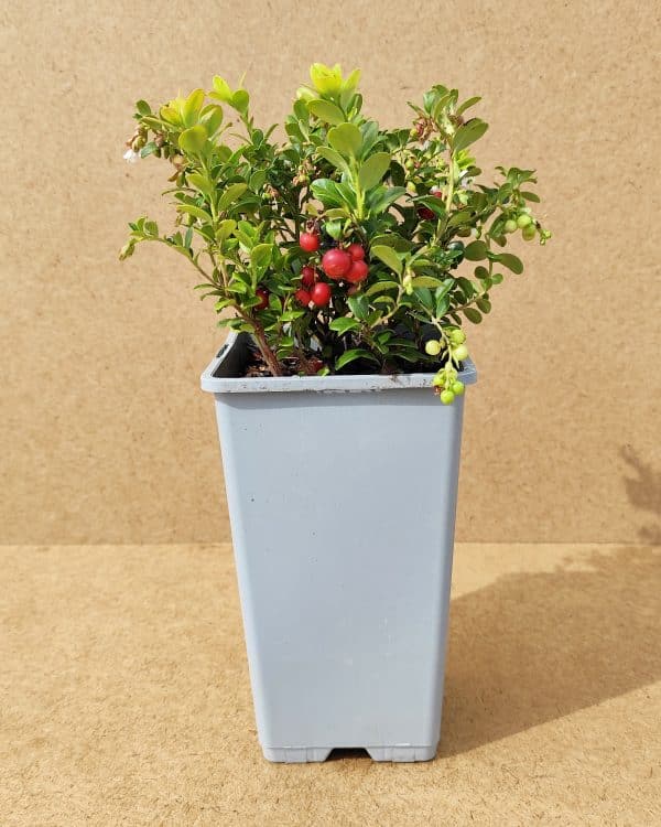 Vacvit Redpearl1