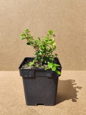 Vacvitida Redpearl1