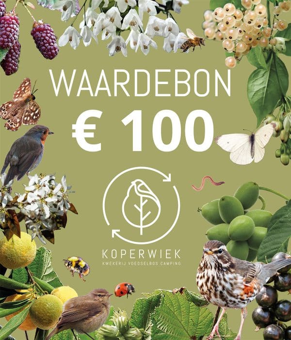 Waardebon100
