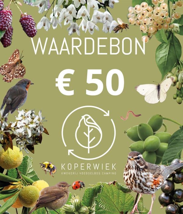 Waardebon50