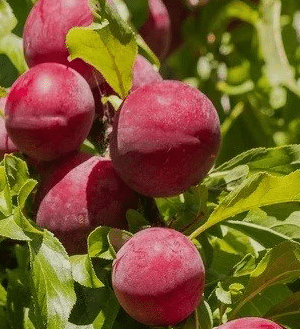 Prunus Cerasifera Countess Fruit